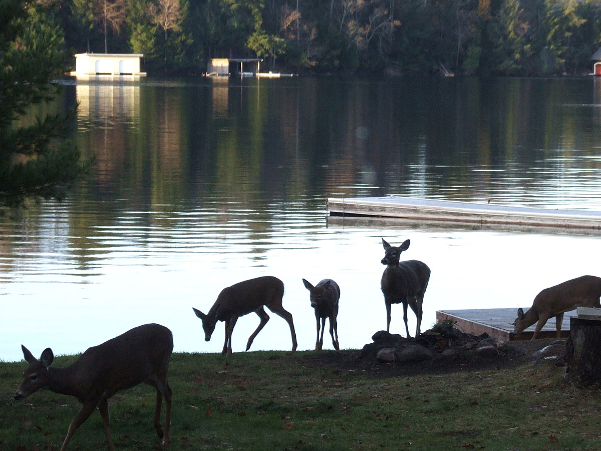 Deer by lakeside