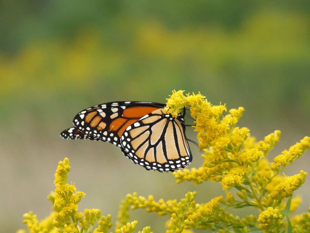 Monarch butterfly 